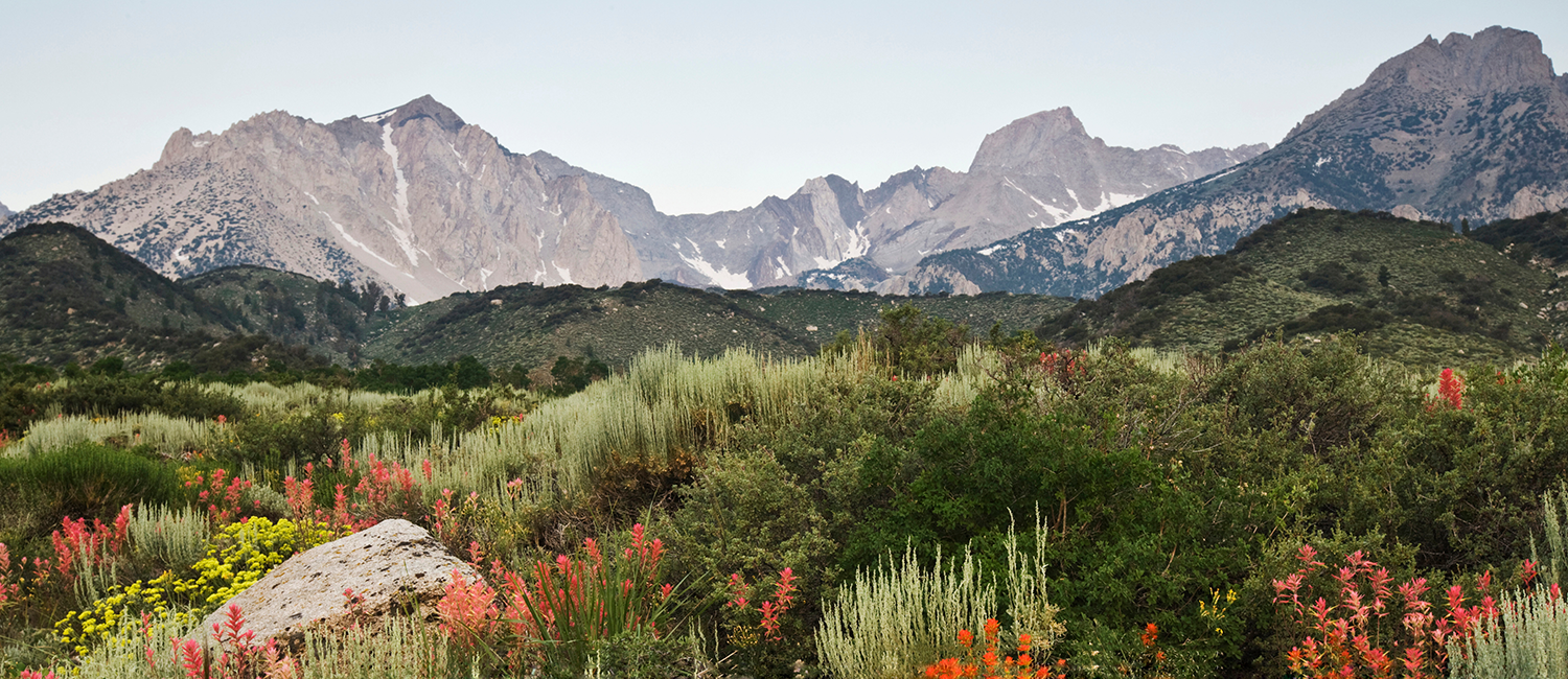 colorful grass and wildflowers with mountains behind them