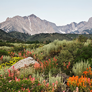 colorful grass and wildflowers with mountains behind them