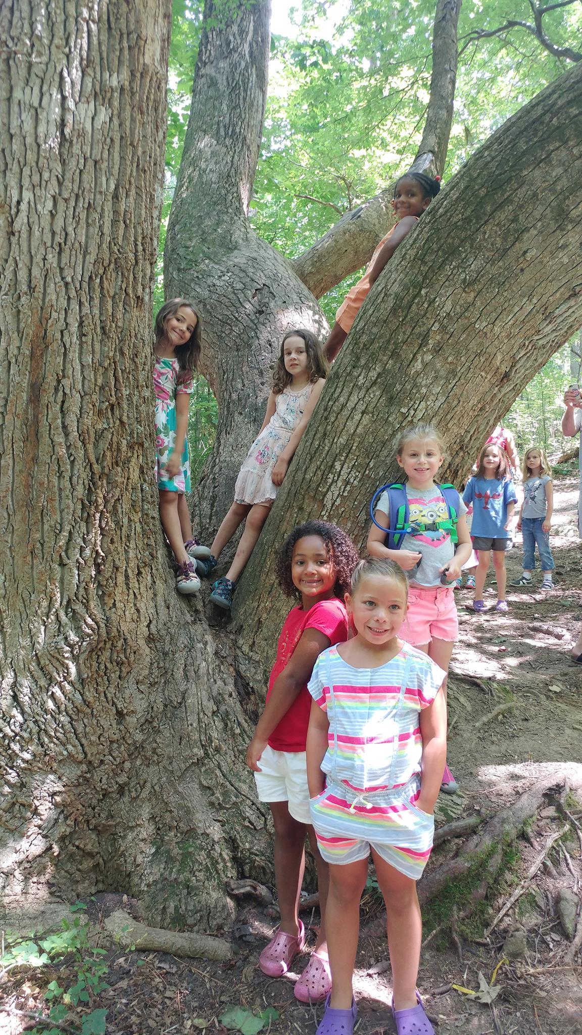 group of daisies posing in and around a tree